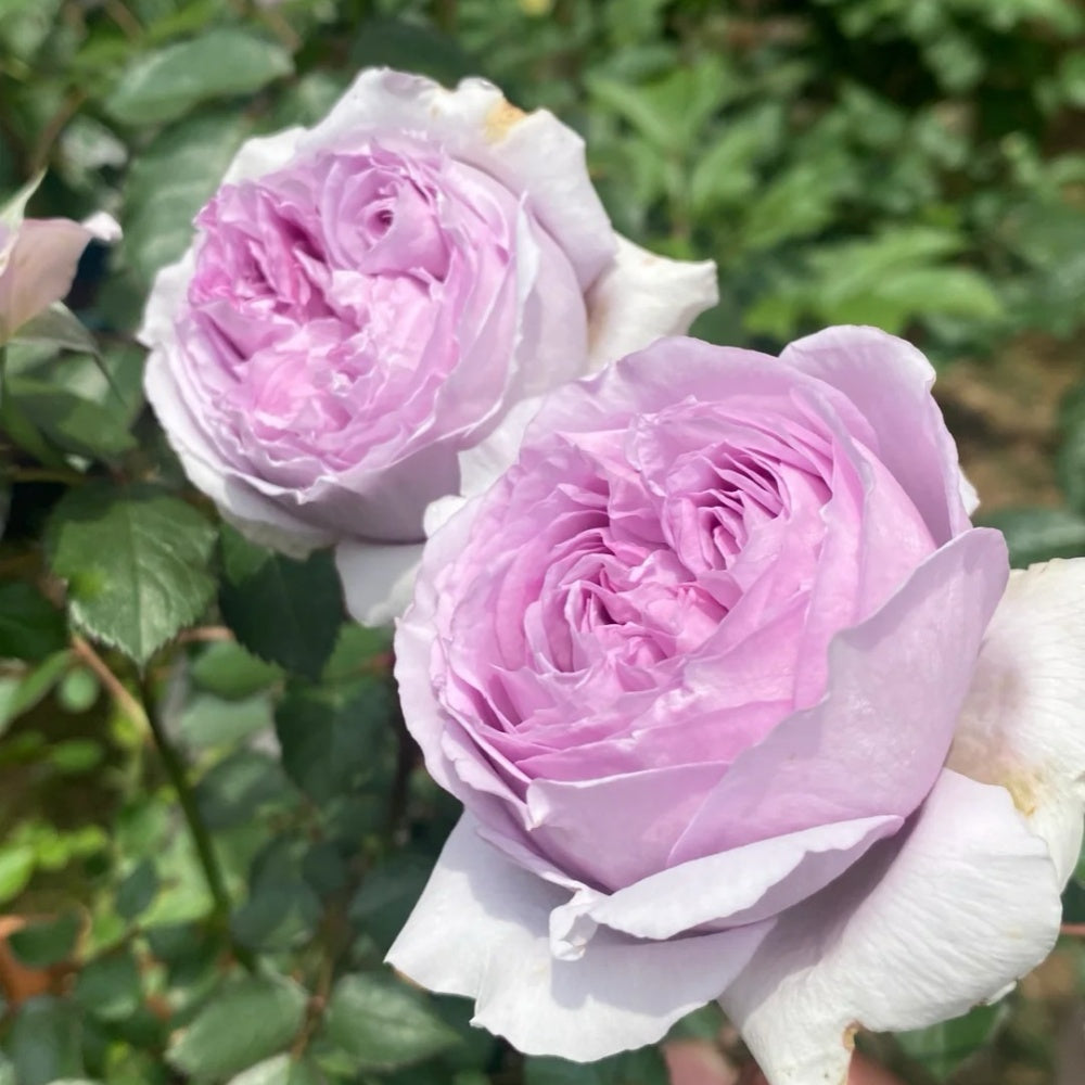 YinYin Qing Rose