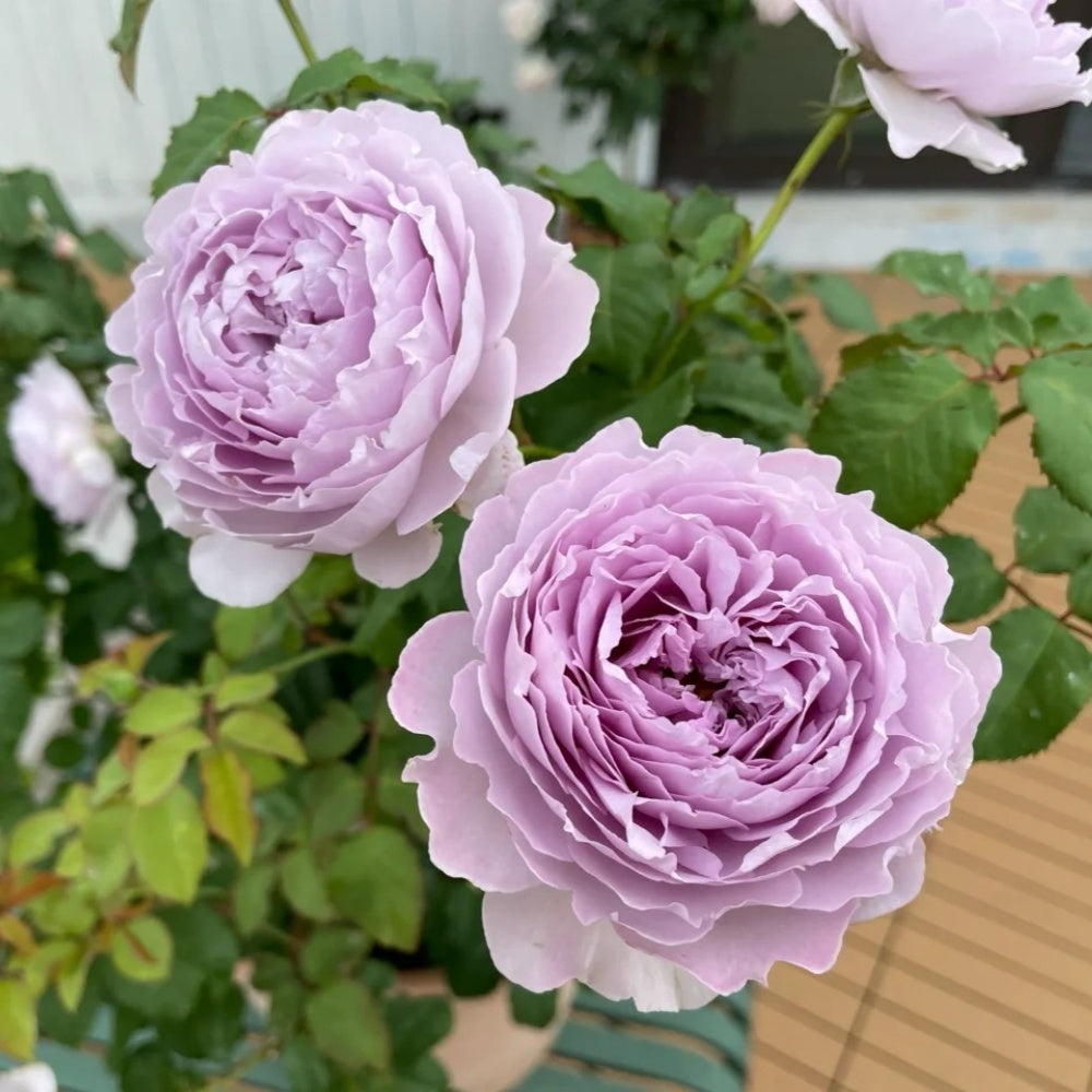 YinYin Qing Rose