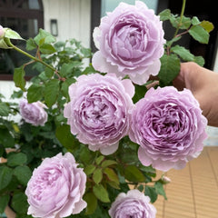 チャイナローズ YinYin Qing Rose-隐隐青｜Chinese Shrub Rose – Ergongzy Roses