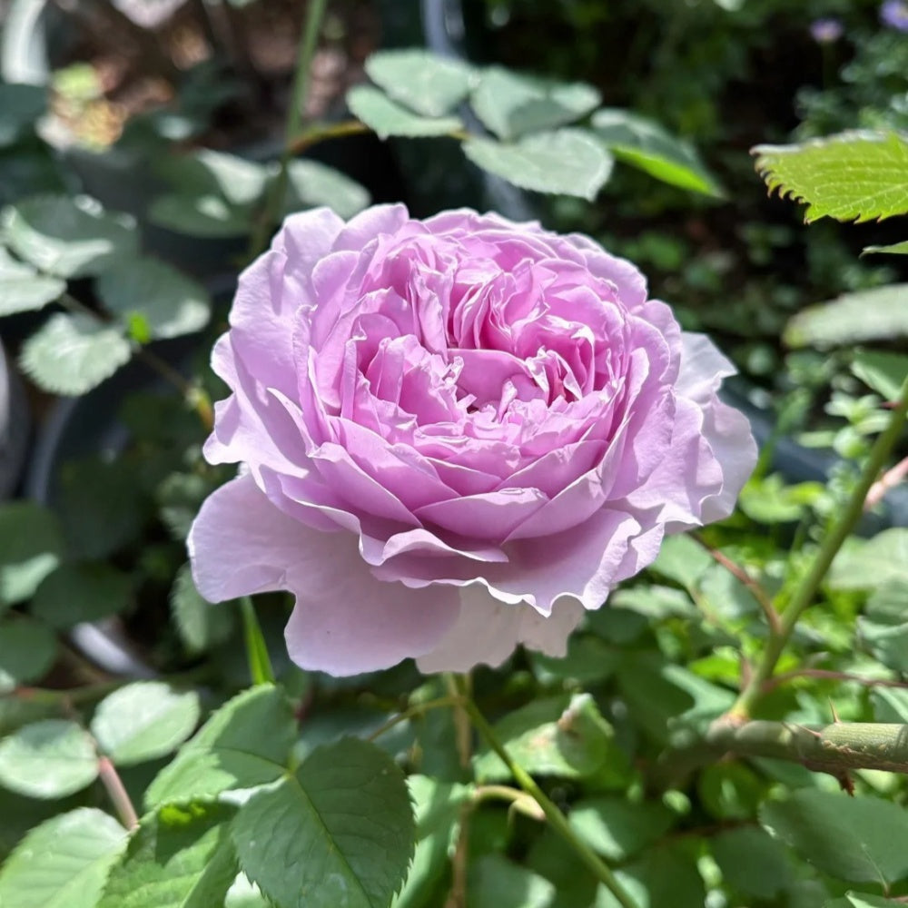 YinYin Qing Rose
