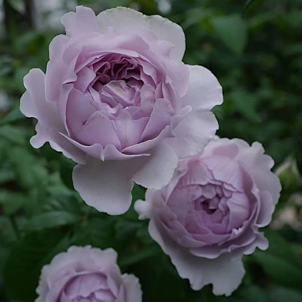 YinYin Qing Rose