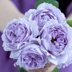 YinYin Qing Rose