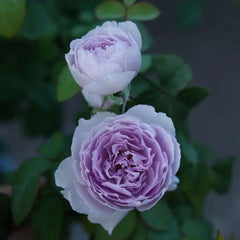 チャイナローズ YinYin Qing Rose-隐隐青｜Chinese Shrub Rose – Ergongzy Roses