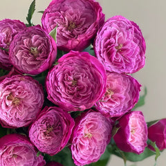 Yu zen Rose