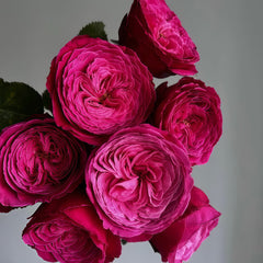 Yu zen Rose