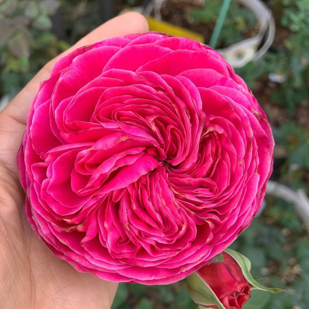 Yu zen Rose