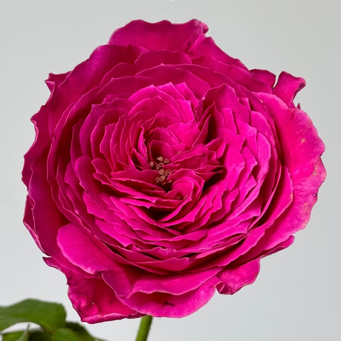 Yu zen Rose