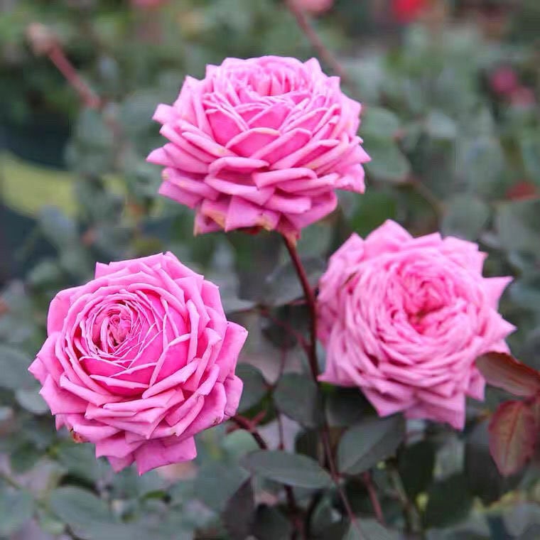 Yua Rose