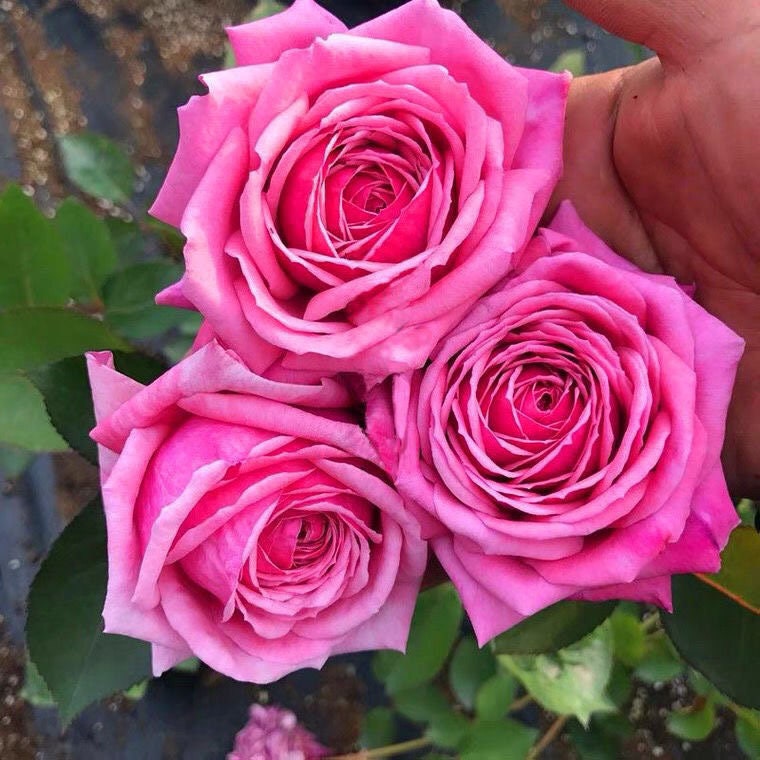 Yua Rose