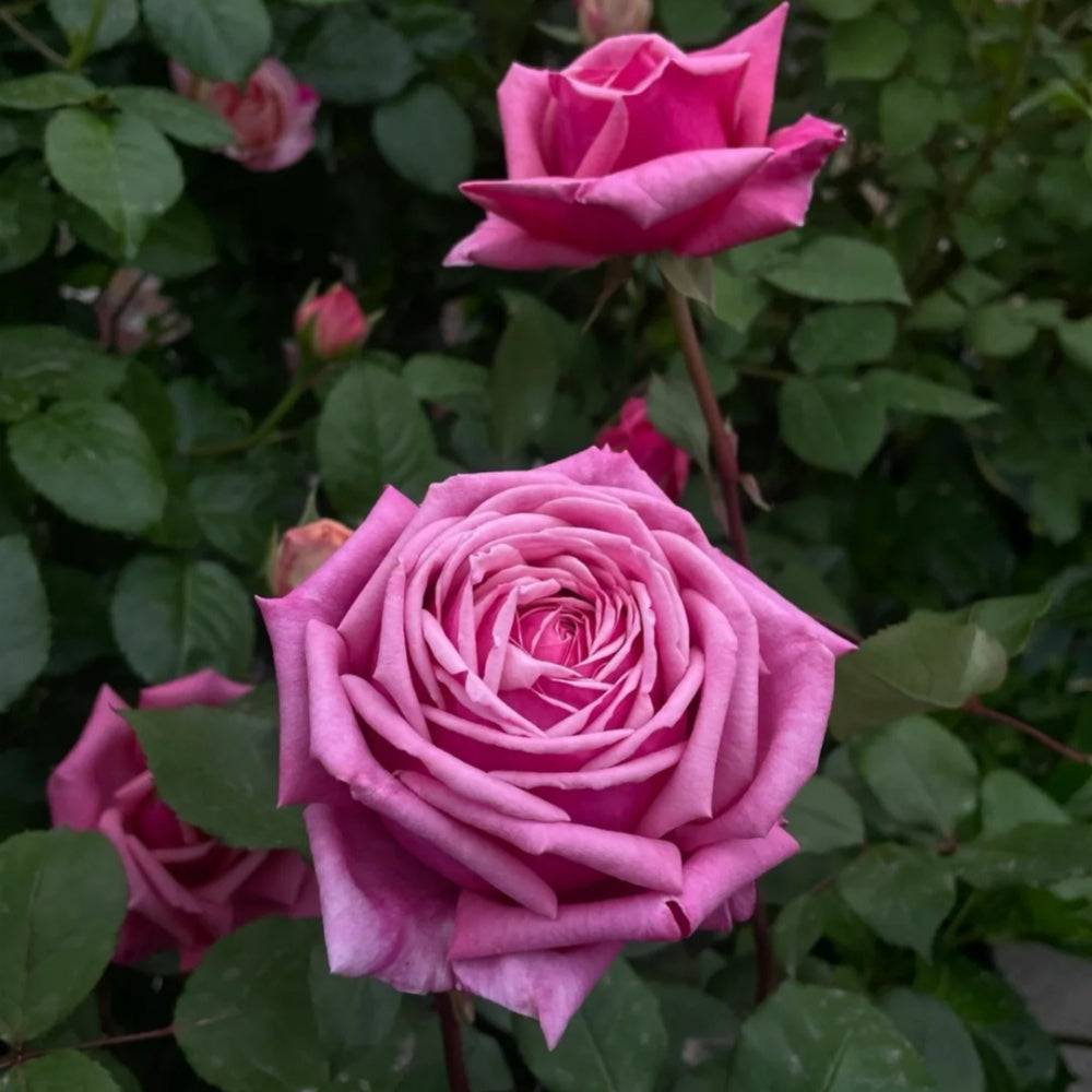 Yua Rose