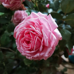Yua Rose