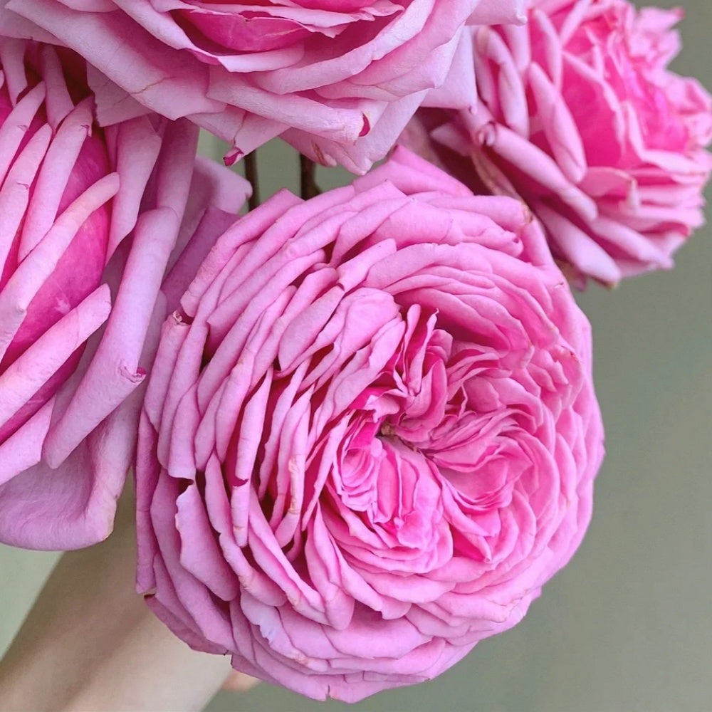 Yua Rose