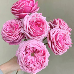 Yua Rose