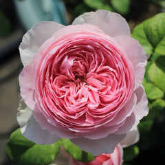 Yuhuan Echo Rose