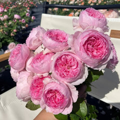 Yuhuan Echo Rose