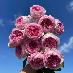 Yuhuan Echo Rose