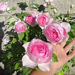 Yuhuan Echo Rose
