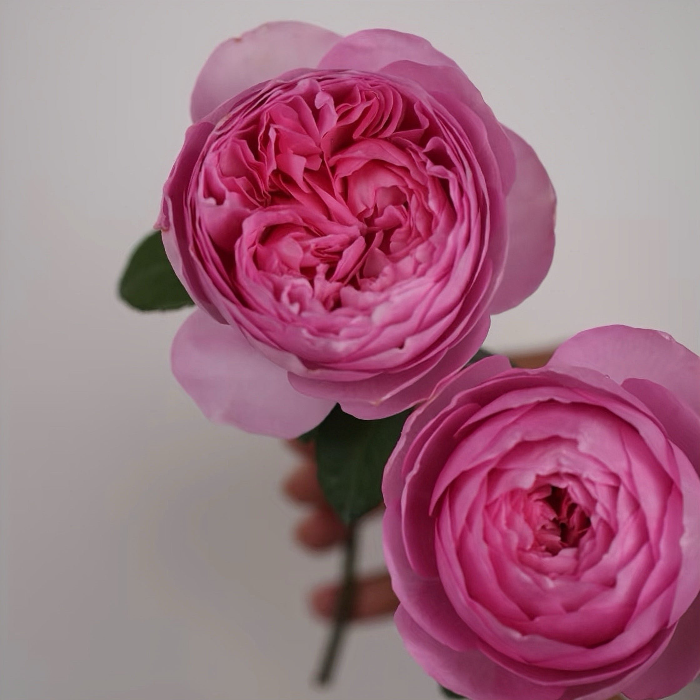 Yuhuan Echo Rose