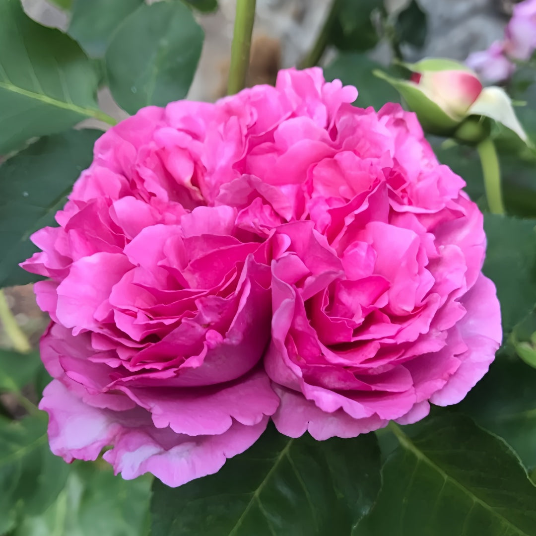 Yves Piaget rose