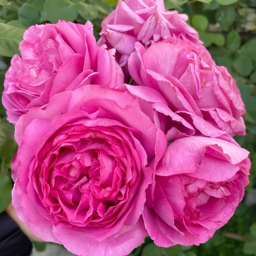 Yves Piaget rose