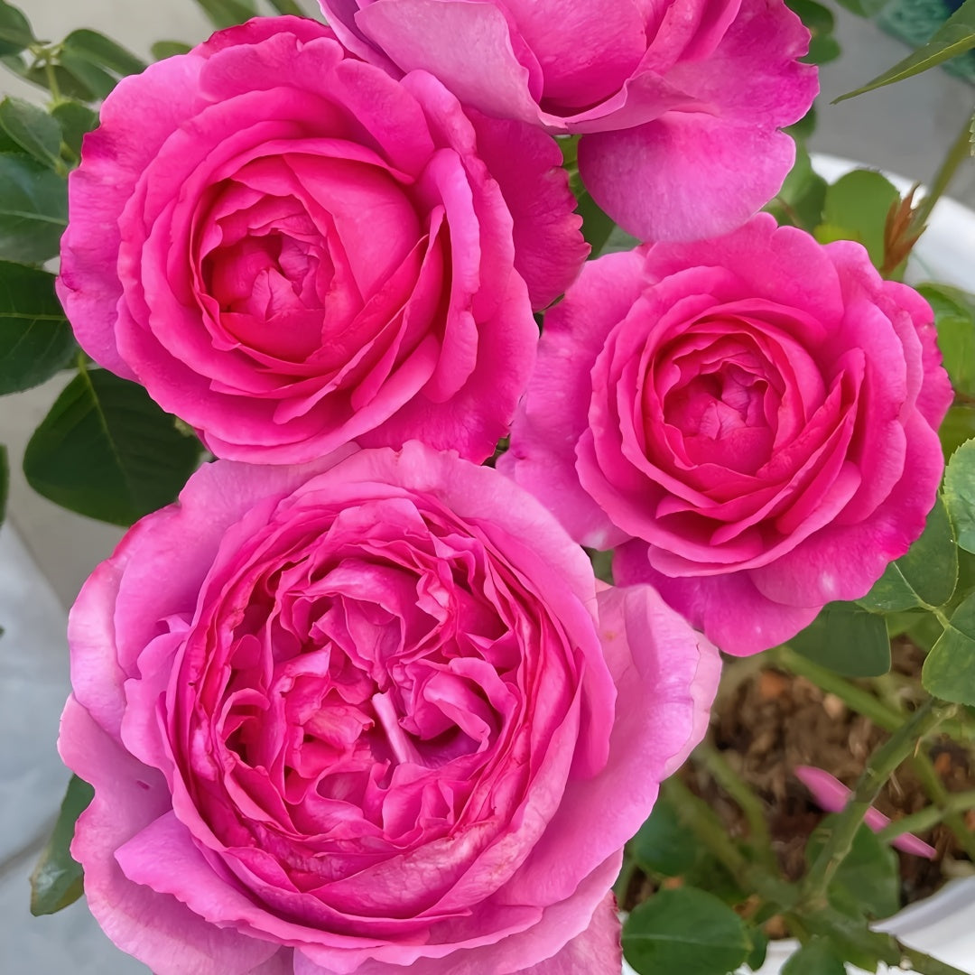 Yves Piaget rose