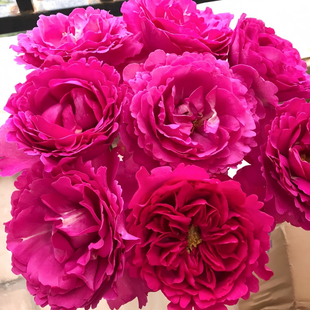 Yves Piaget rose