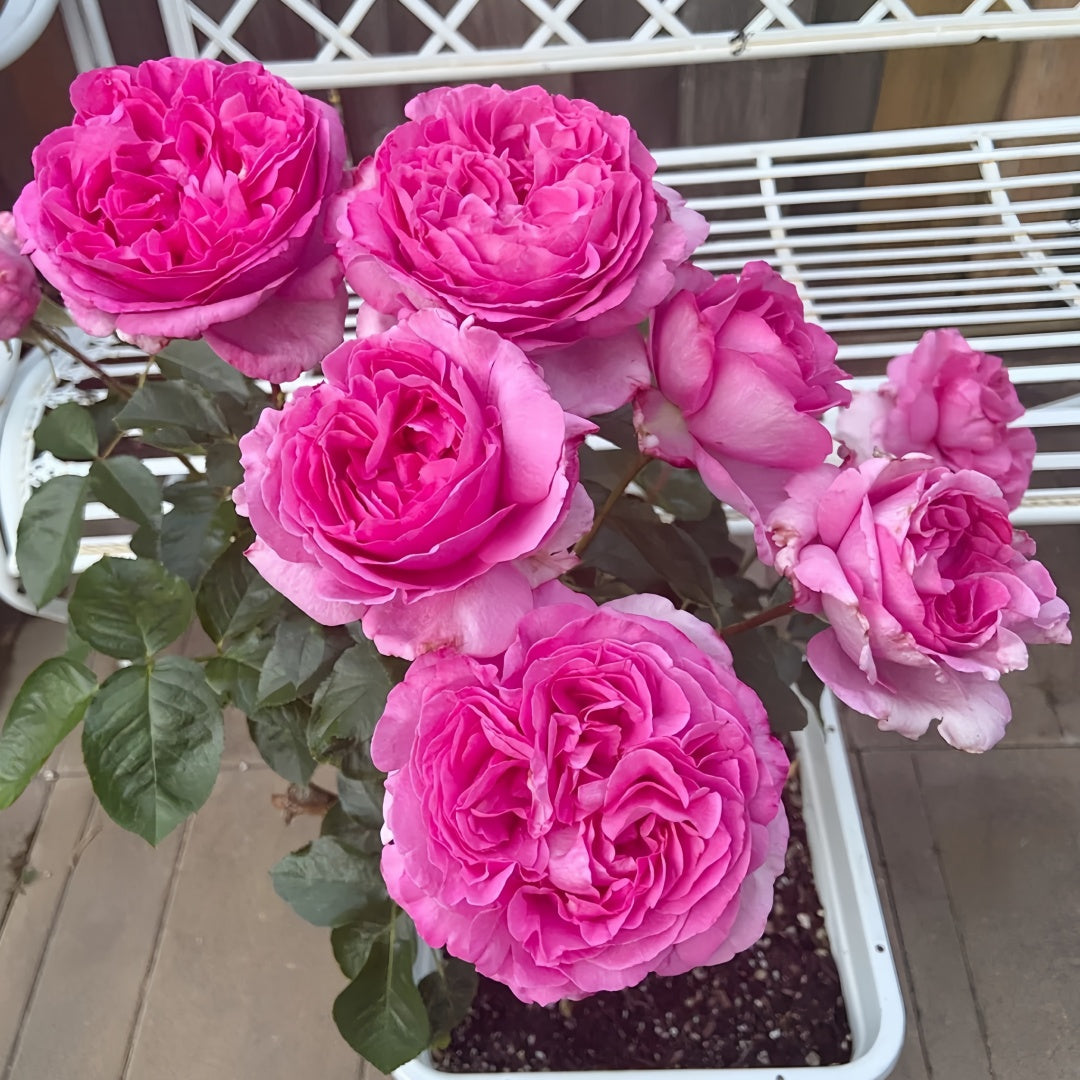 Yves Piaget rose