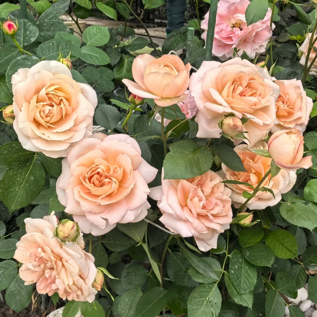Yves Classic perfume Rose