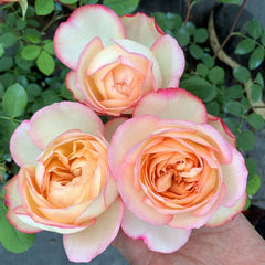 Yves Classic perfume Rose