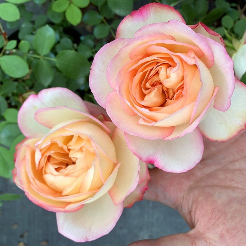 Yves Classic perfume Rose