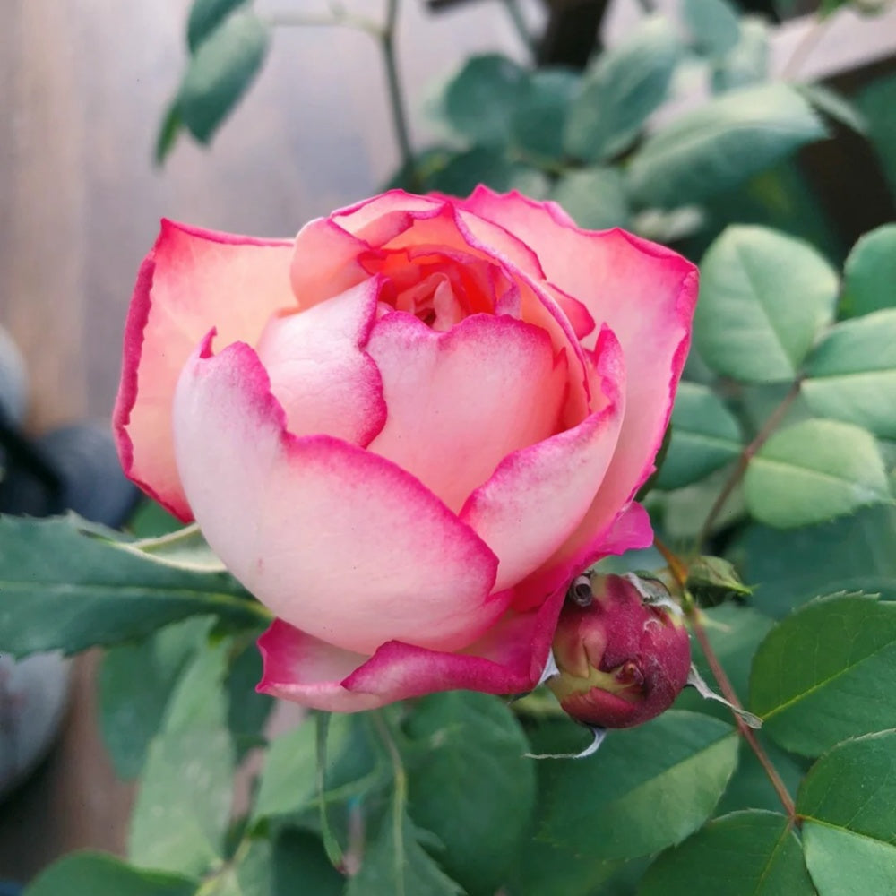 Yves Classic perfume Rose