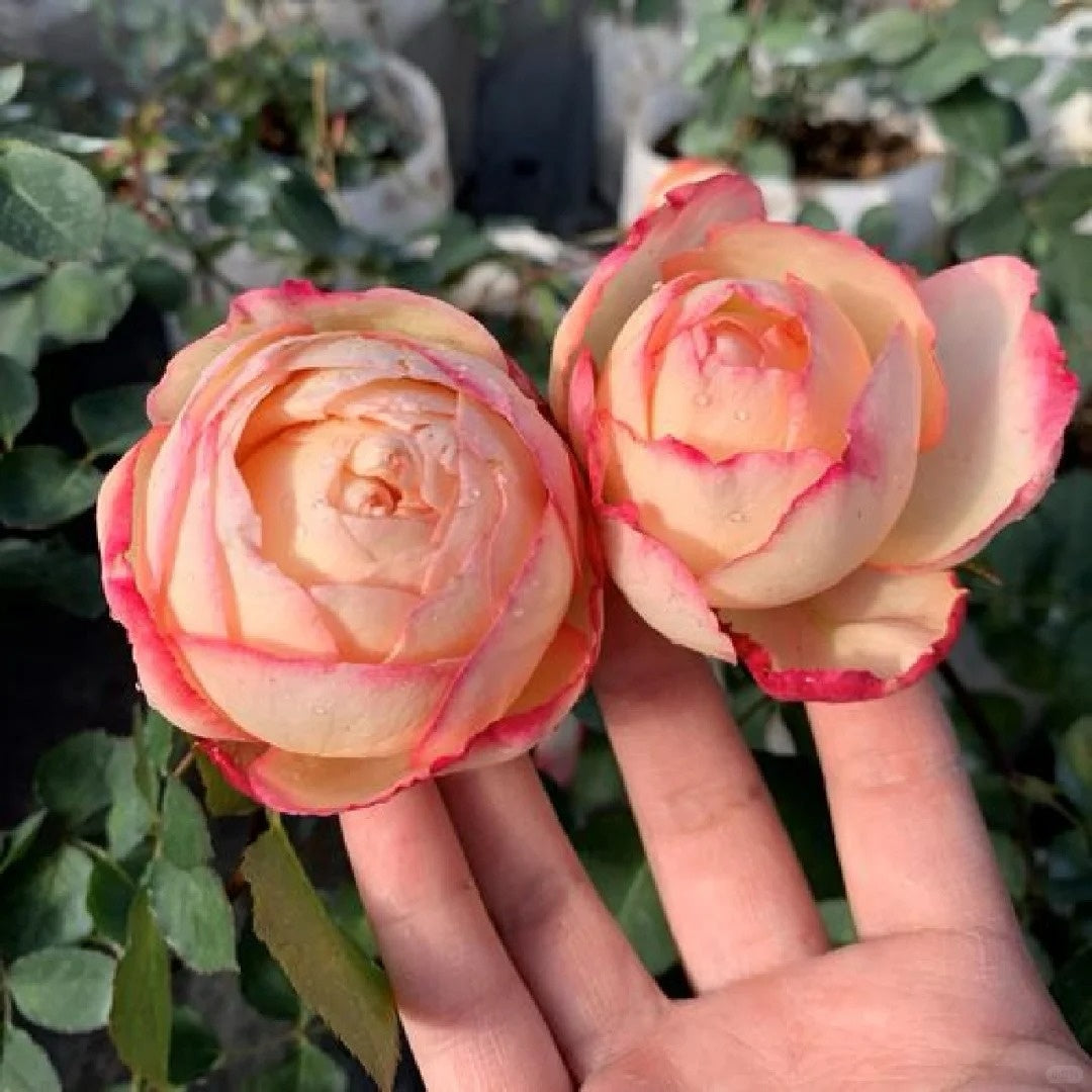 Yves Classic perfume Rose