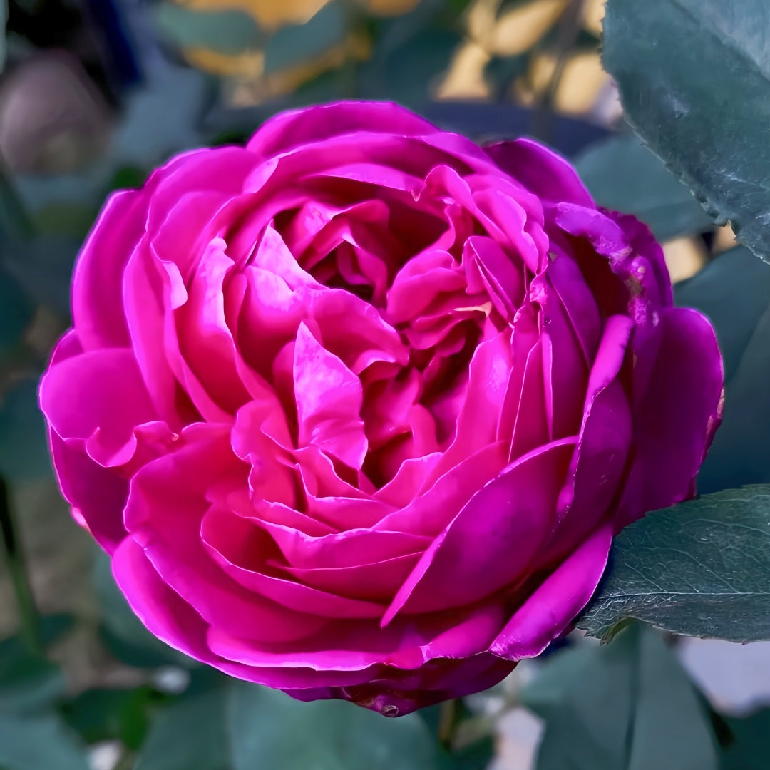 Yves Garden Scent Rose