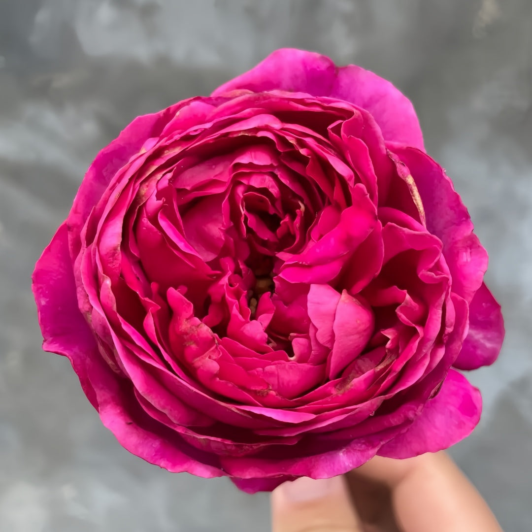 Yves Garden Scent Rose