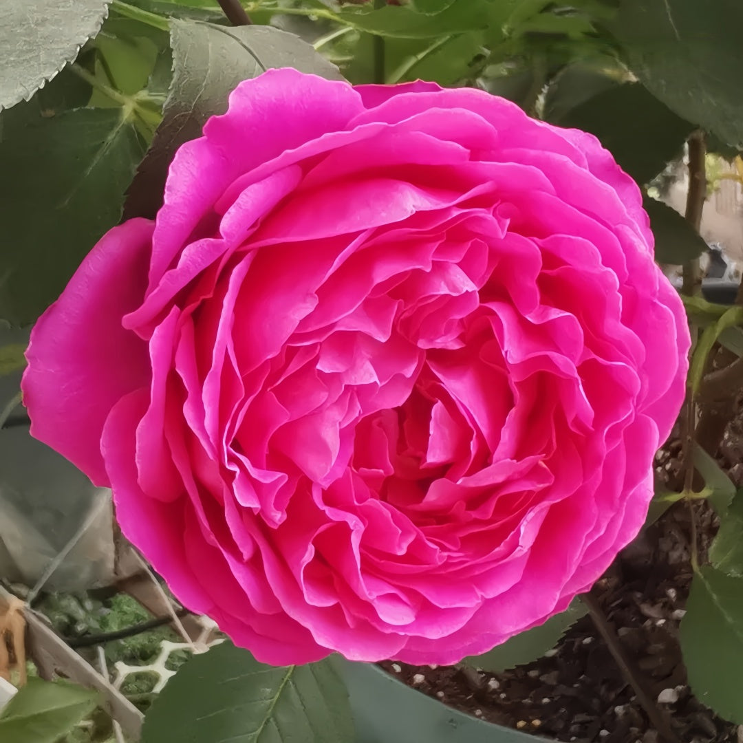 Yves Garden Scent Rose