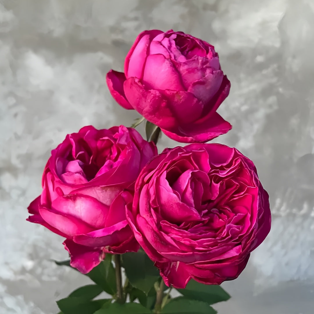 Yves Garden Scent Rose