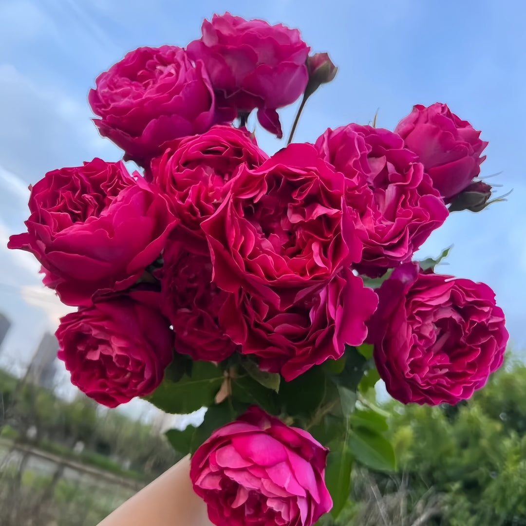 Yves Garden Scent Rose-伊芙芳香花园|Japanese Shrub Rose