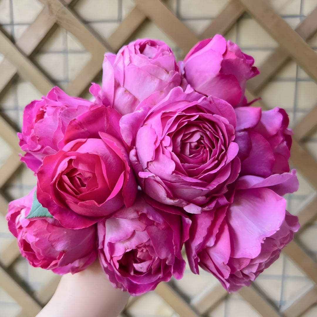 Yves Garden Scent Rose