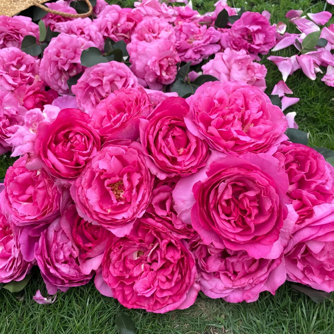 Yves Garden Scent Rose