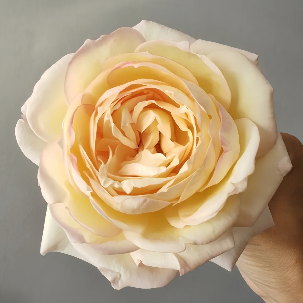 All Roses – Page 13 – Ergongzy Roses