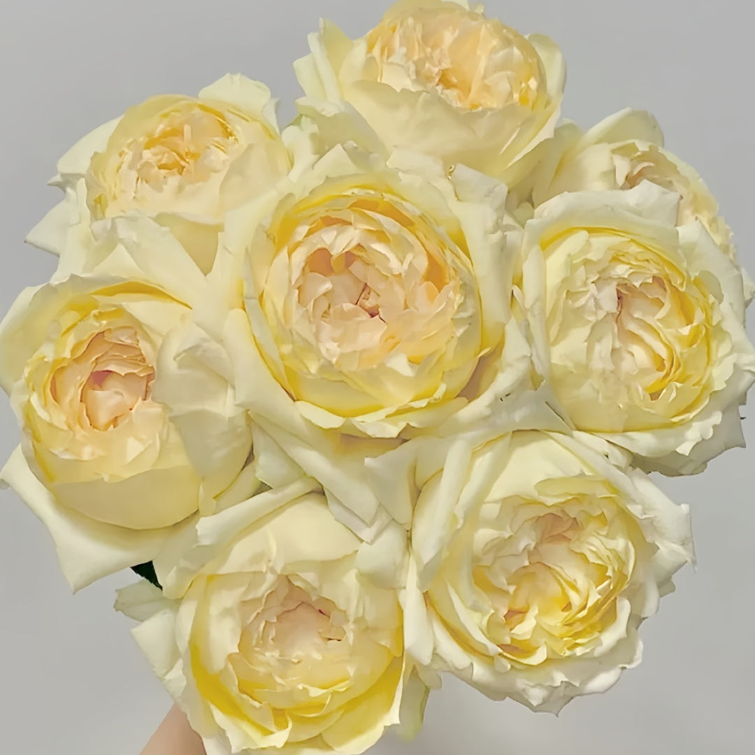 Yves Golden Piaget Rose