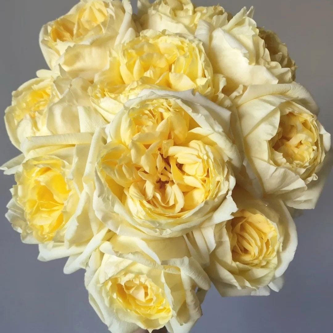 Yves Golden Piaget Rose