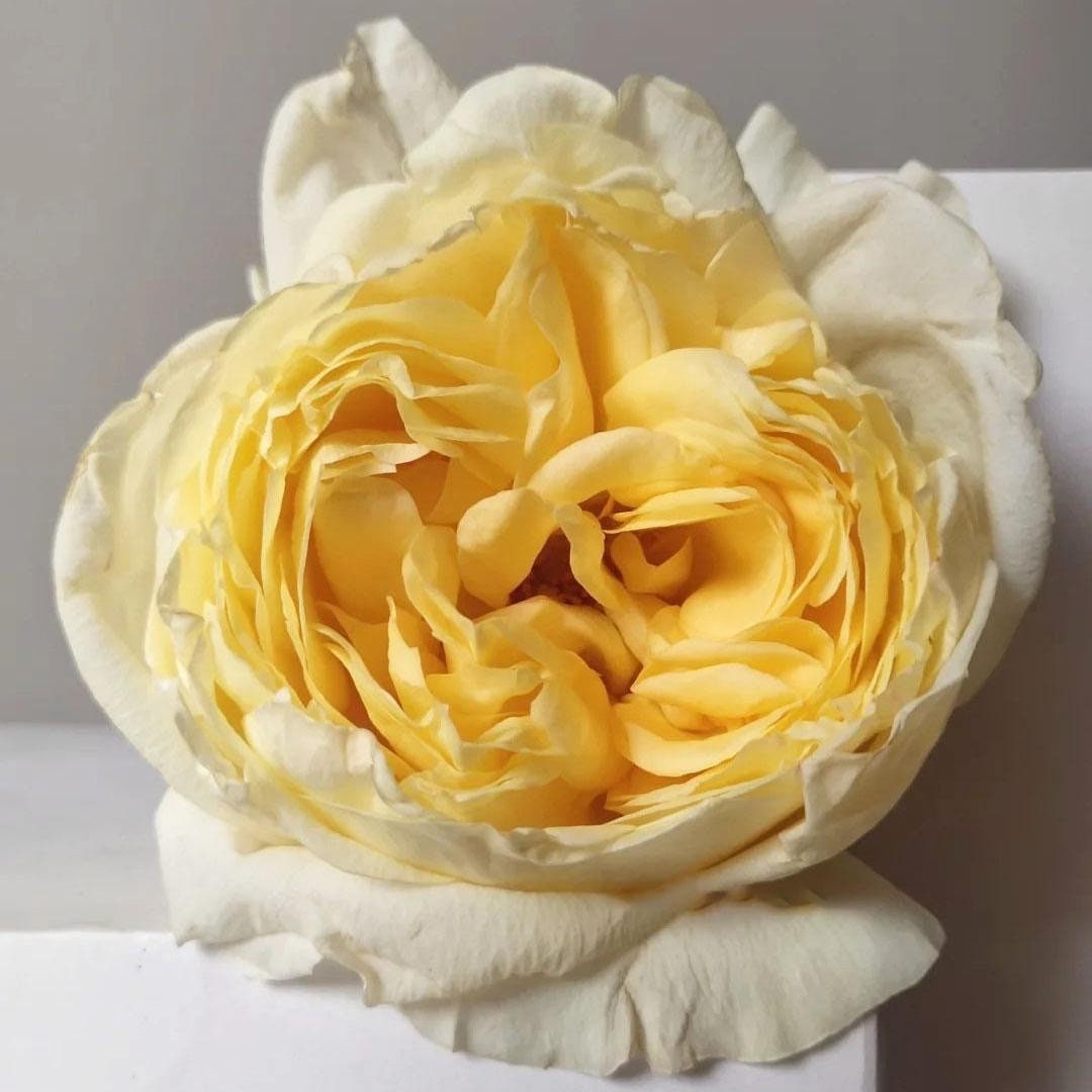 Yves Golden Piaget Rose