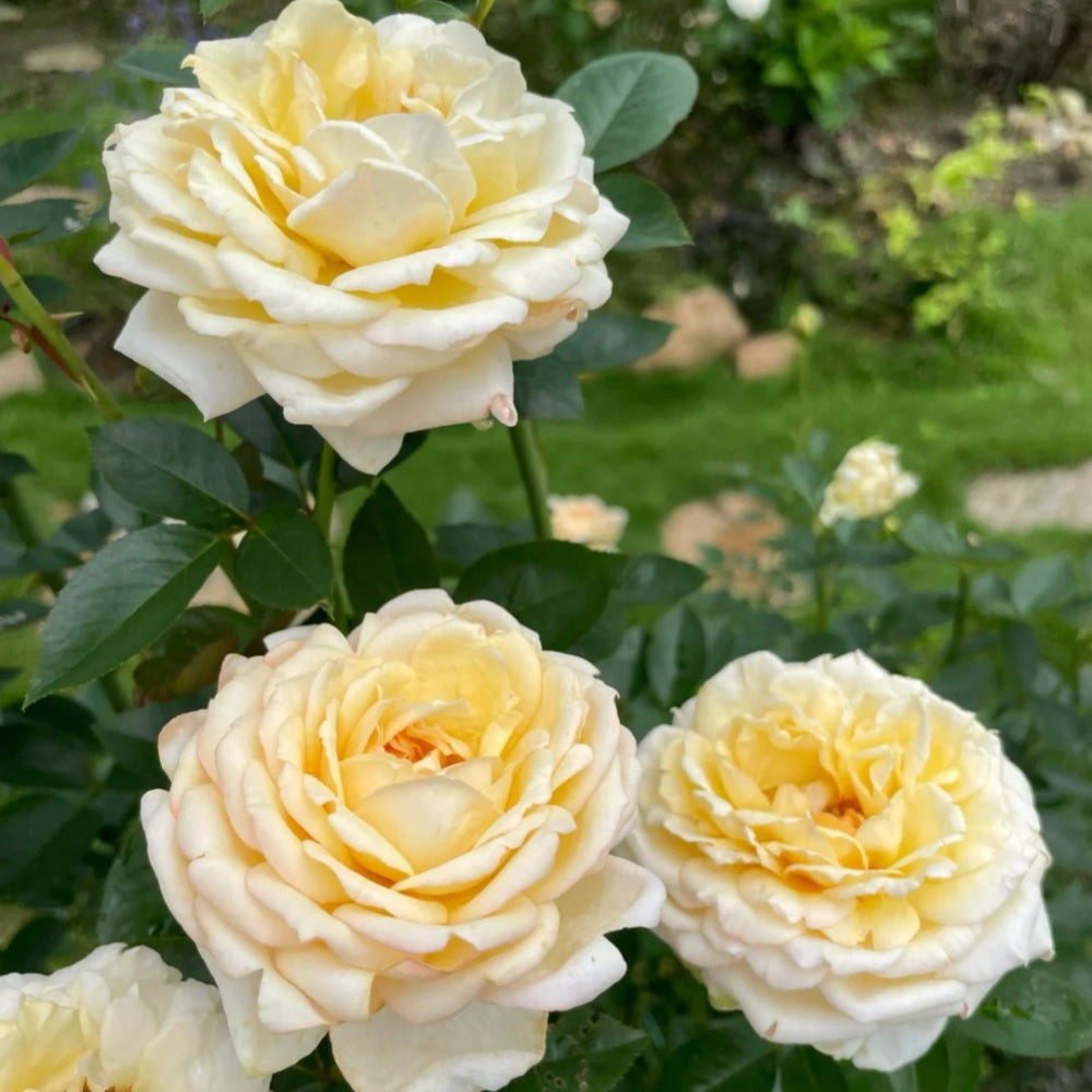 Yves Golden Piaget Rose