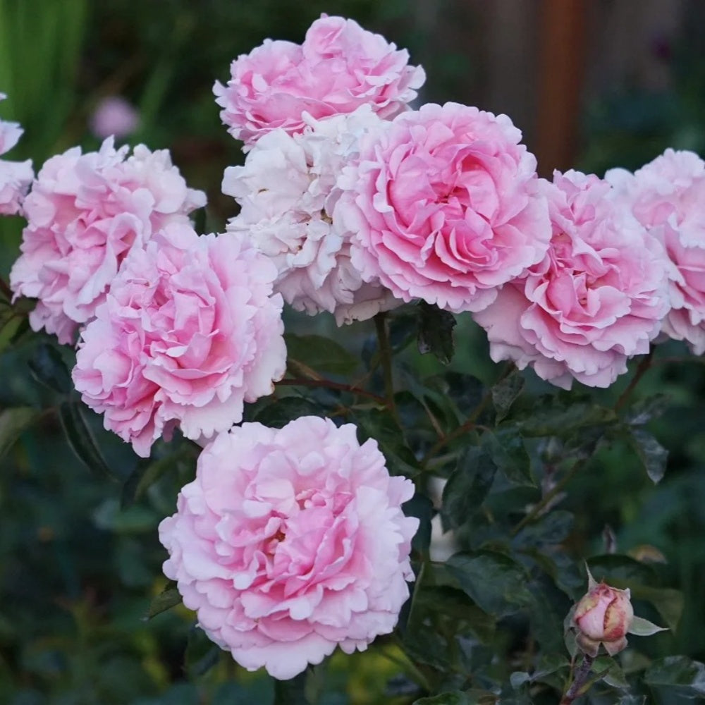 Yves Jeanne Loriod Rose