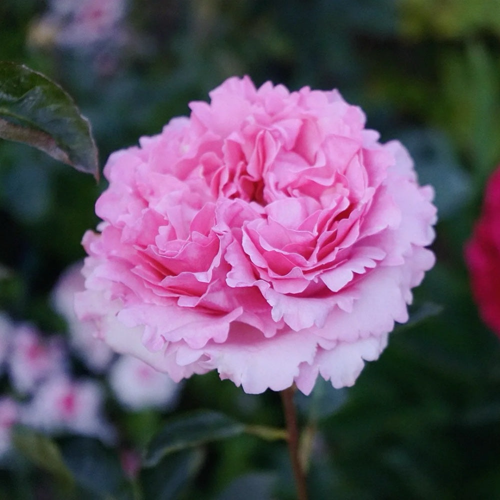 Yves Jeanne Loriod Rose