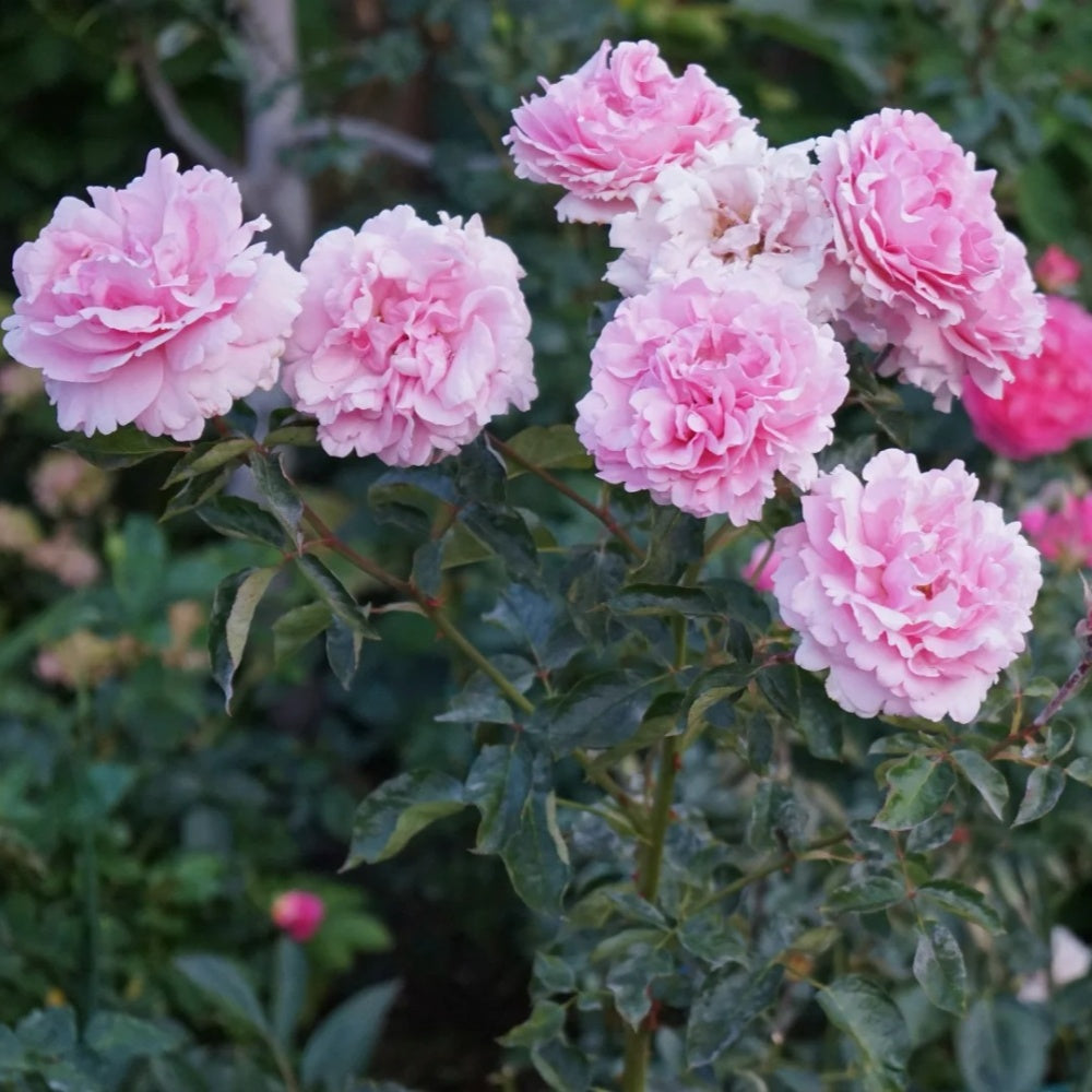 Yves Jeanne Loriod Rose