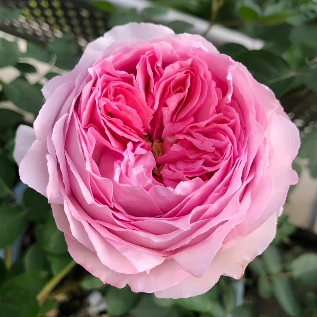 その他 lovely rose Isn't She Lovely (Bush Rose) - Roses from Peter Beales Roses UK