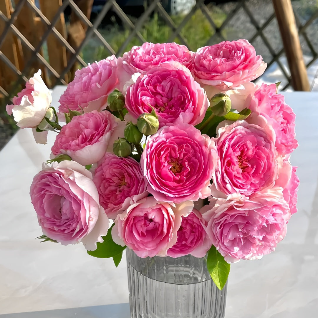 Yves No. 4-伊芙四号芳香｜Japanese Shrub Rose – Ergongzy Roses