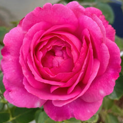 Yves Piaget rose